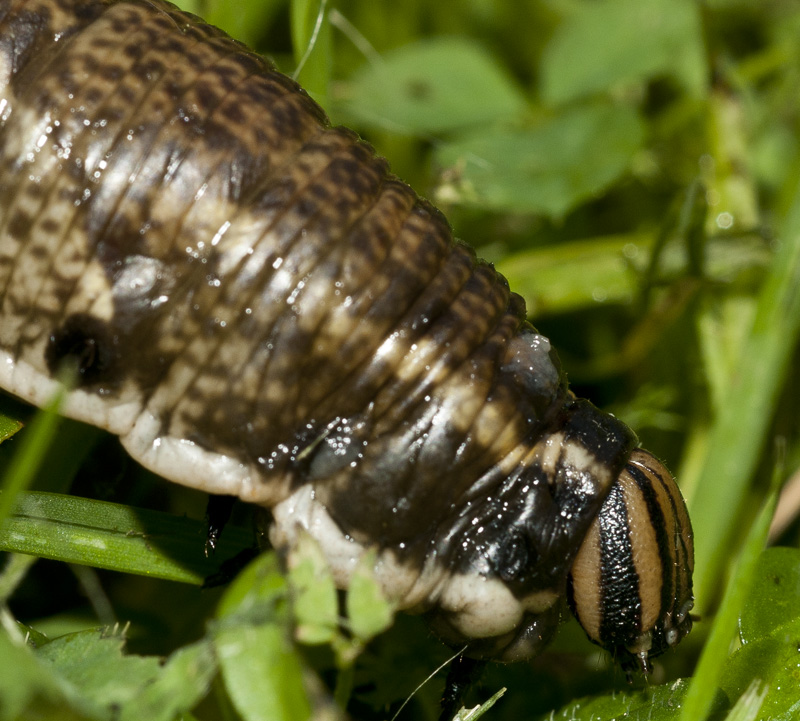 aiuto! un baco con un pungiglione e la testa da Vipera!!